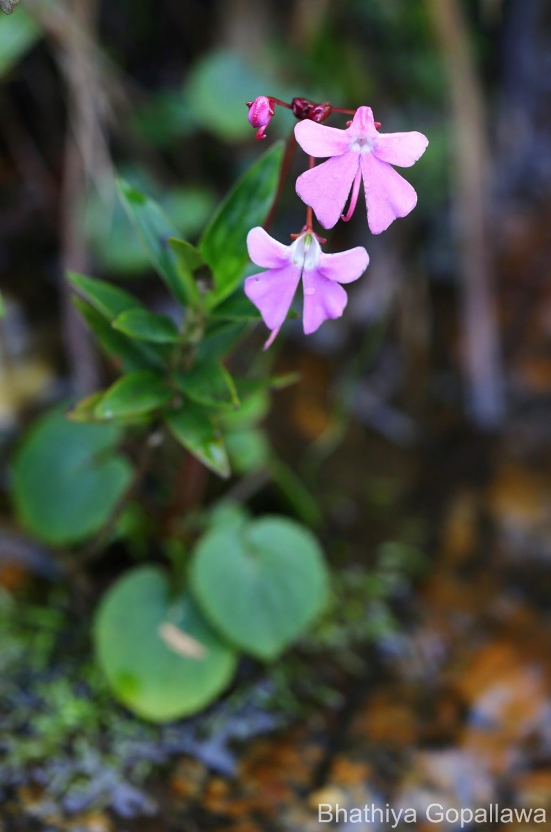 Impatiens acaulis Arn.